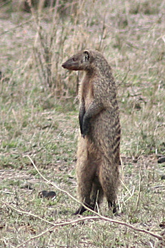 Banded Mongoose standing upright - Mungos mungo