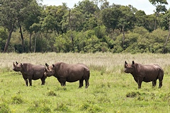Black Rhino - Diceros bicornis