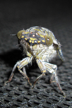 Cicada close-up with its large eyes set wide apart