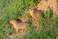 Pair of Dwarf Mongooses - Helogale parvula