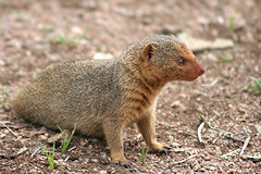 Dwarf Mongoose - Helogale parvula