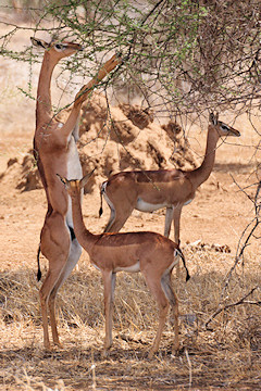 Gerenuk - Litocranius walleri, browsing high in the tree by standing on the hind legs