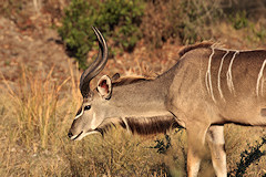 Male Greater Kudu - Tragelaphus strepsiceros
