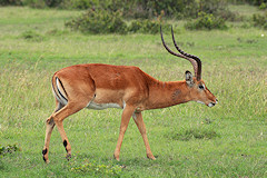 Mature Male Impala - Aepyceros melampus