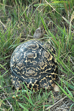 Leopard Tortoise - Geochelone pardalis