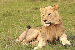 Young Male Lion - Panthera leo