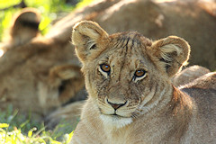 Young Lion - Panthera leo