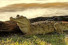 Nile Crocodile - Crocodylus niloticus