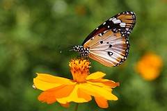 Plain Tiger or African Monarch Butterfly