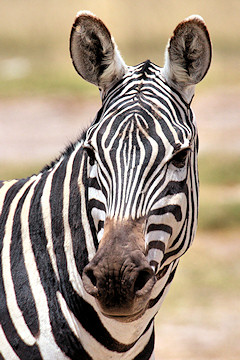 Plains Zebra, Burchells Zebra, Common Zebra - Equus quagga