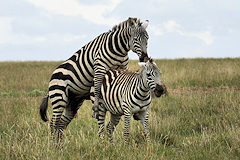 Mating Plains Zebras, Burchells Zebra, Common Zebra - Equus quagga