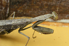 Praying Mantis close-up - Mantodea sp