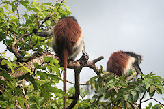 Zanzibar Red Colobus - Procolobus kirkii