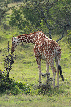 Reticulated Giraffe - Giraffa camelopardalis reticulata