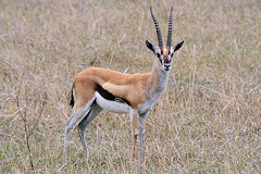 Thomsons Gazelle - Eudorcas thomsonii