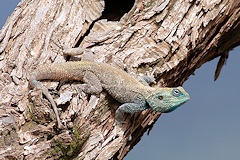 Blue-headed Tree Agama - Acanthocercus atricollis