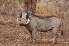 Male Warthog - Phacochoerus africanus