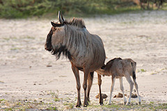 Mother and youngster, Common Wildebeest - Connochaetes taurinus
