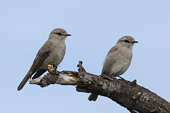 Pair of African Grey Flycatchers - Bradornis microrhynchus
