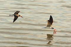 African Skimmer - Rynchops flavirostris, feeding by skimming above the water with the lower mandible dredging for fish