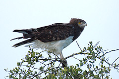 Black-chested Snake Eagle - Circaetus pectoralis