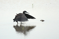Black Heron - Egretta ardesiaca