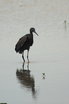Black Heron - Egretta ardesiaca