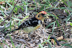 Crested Barbet with a Giant Millipede - Trachyphonus vaillantii