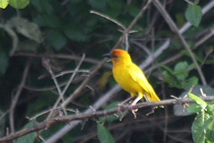 Golden Weaver - Ploceus subaureus
