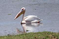 Great White Pelican - Pelecanus onocrotalus