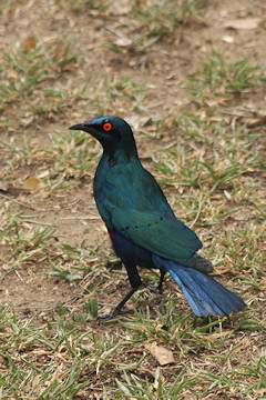 Greater Blue-eared Glossy Starling - Lamprotornis chalybaeus