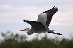 Grey Heron - Ardea cinerea in flight
