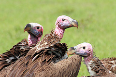 Lappet-faced Vultures - Torgos tracheliotos