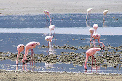 Lesser Flamingo - Phoenicopterus minor