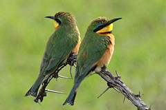 Little Bee-eaters - Merops pusillus