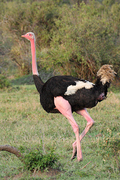 Masai Ostrich - Struthio camelus massaicus - male
