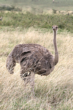 Masai Ostrich - Struthio camelus massaicus - female
