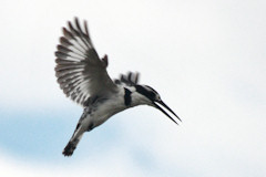 Pied Kingfisher, hovering - Ceryle rudis