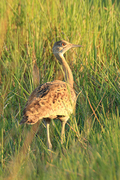 Red-crested Bustard or Red-crested Korhaan - Lophotis ruficrista