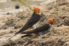 Striped Swallows - Hirundo abyssinica