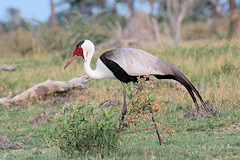 Wattled Crane - Bugeranus carunculatus