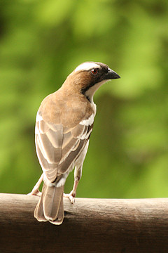 White-browed Sparrow Weaver - Plocepasser mahali