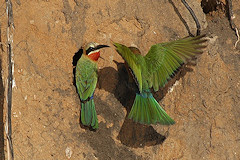 White-fronted Bee-eaters - Merops bullockoides