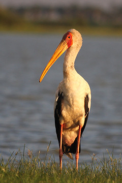 Yellow-billed Stork - Mycteria ibis