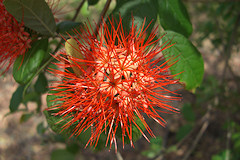 Combretum flower