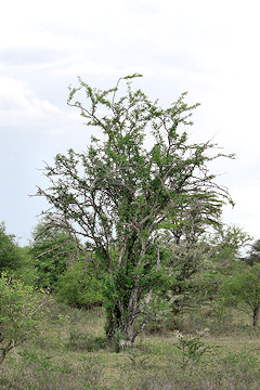 African Ebony or Jackalberry - Diospyros mespiliformis
