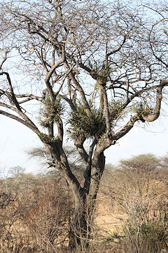 Albizia sp. or Silk Tree