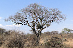 Albizia sp. or Silk Tree
