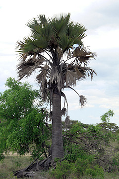 Borassus sp. - Palmyra Palm