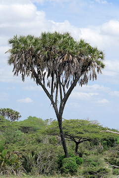 Doum Palm - Hyphaene thebaica